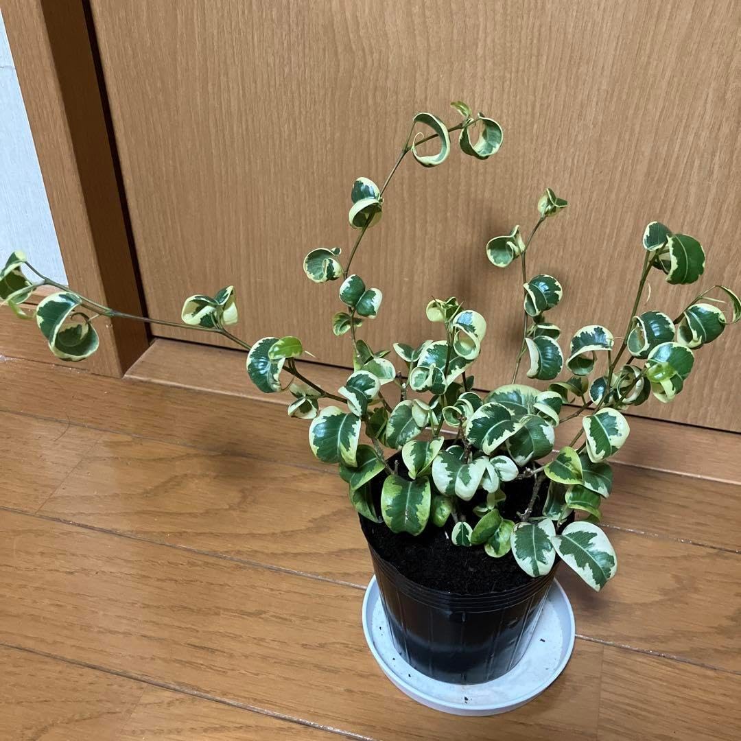 M209 希少 サトウ園芸 ドラキュラ フリルパンジーオリジナル品種